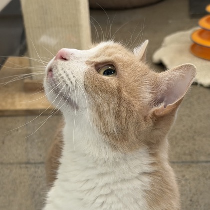 Sammy - Photo 2