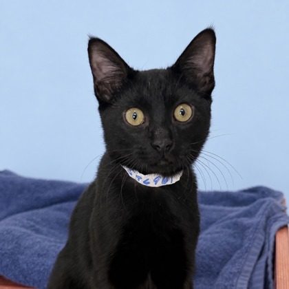 Sylvester - Photo 1