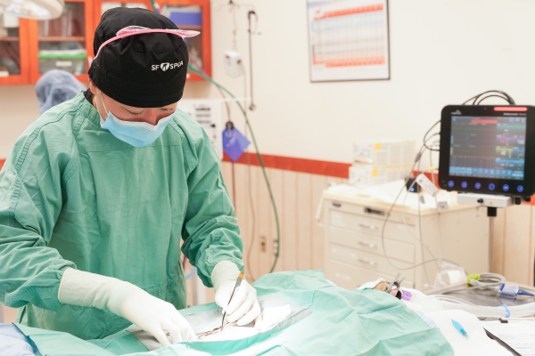 Veterinarian performing surgery