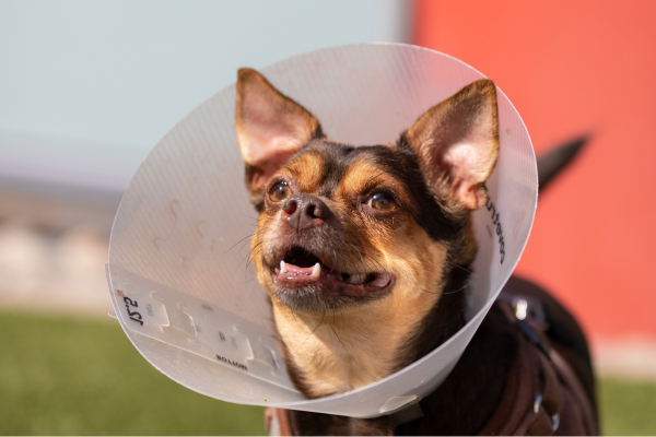 Dog in post-surgery cone
