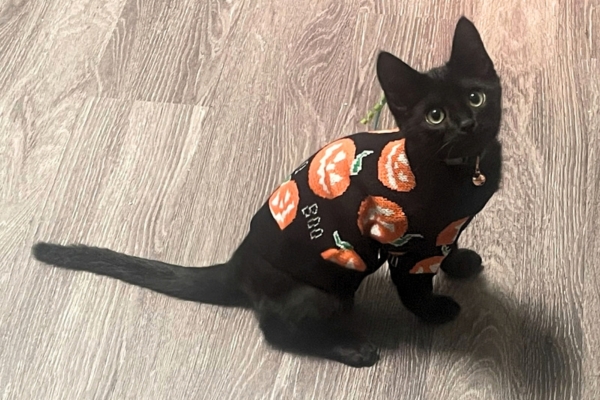 Black cat in pumpkin sweater
