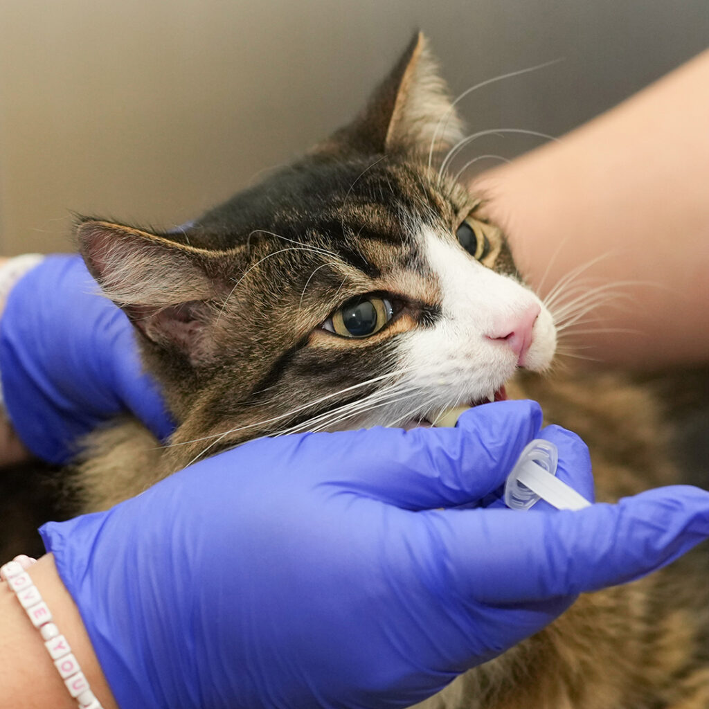 Brown and white cat receiving a dose of medicine into it's mouth