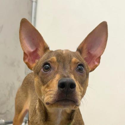 Arlo - Photo 3