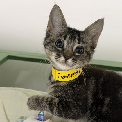 Frankiestein - Photo 2