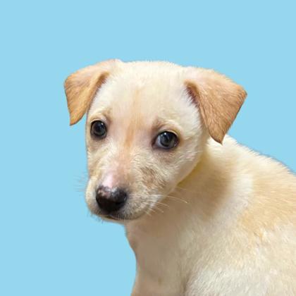 Peanut - Photo 1
