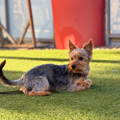 Pogo - Photo 1