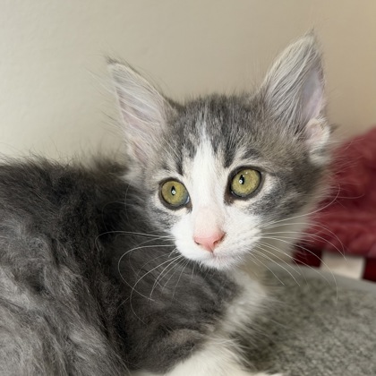 Lily - Photo 2