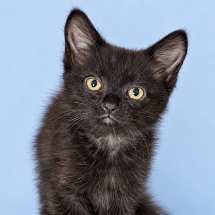 Lil Bean - Photo 2