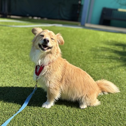 Tater Tot - Photo 1
