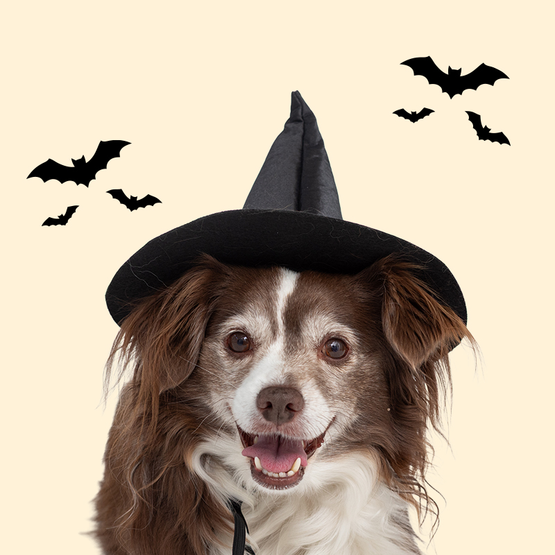 Fluffy brown and white dog smiling in a witch hat