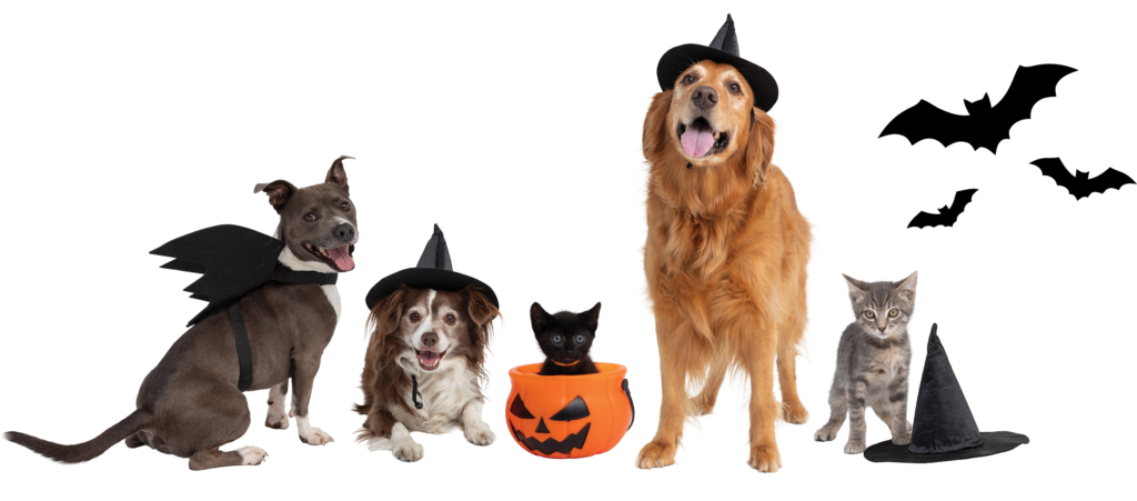 Photo of small grey pitbull dressed up in batwings, brown and white fluffy dog in a witch hat, small black kitten in an orange jack-o-lantern, golden retreiver standing up in a witch hat, small grey kitten standing next to a witch hat