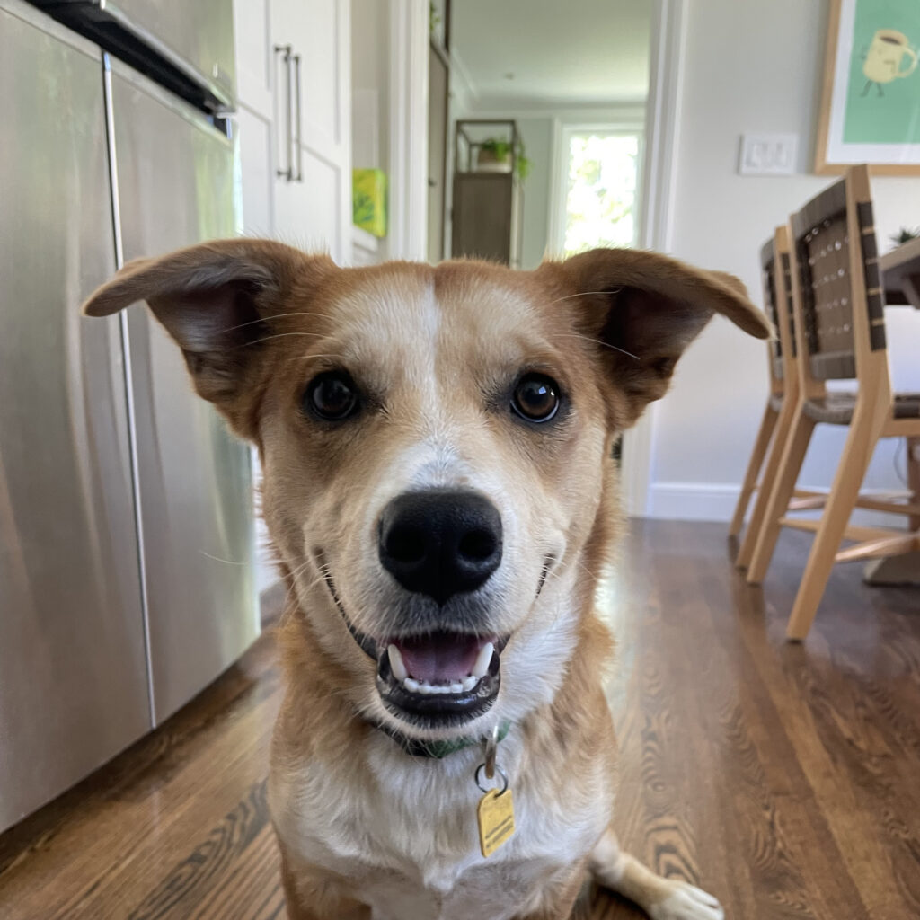 Photo of tan and white dog smiling at camera