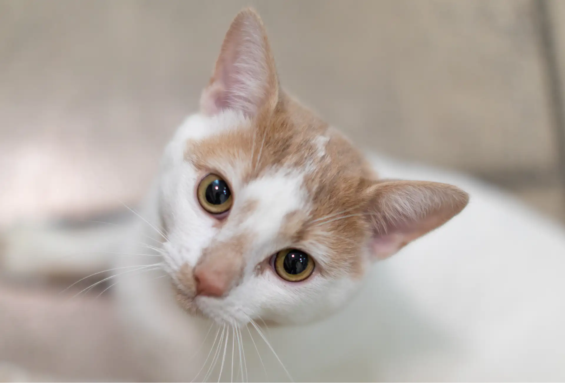 adoptions-foster-cta.webp