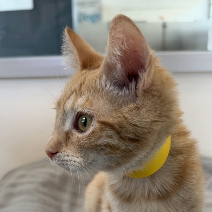 Goldie - Photo 3