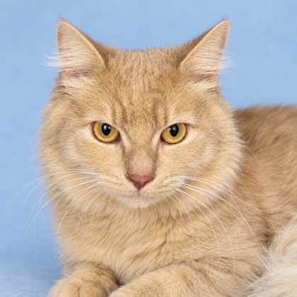Simba - Photo 1