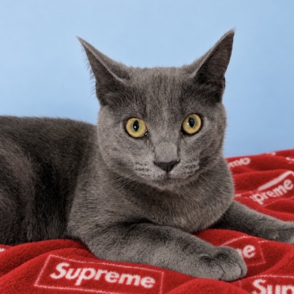 Supreme - Photo 1