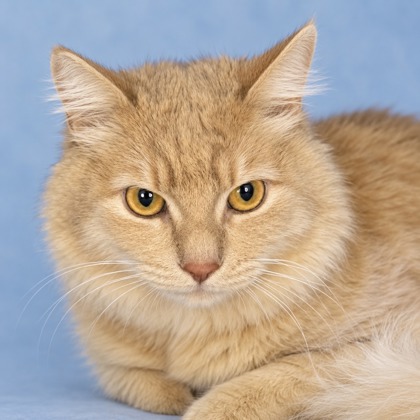 Simba - Photo 2